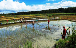 Luas Tanaman Padi di Gunungkidul Menurun Drastis