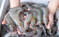 OPINI: Jalan Pintas Mengejar Produksi Udang