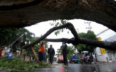 Mobil Jadi Korban Pohon Tumbang? Lakukan Ini 