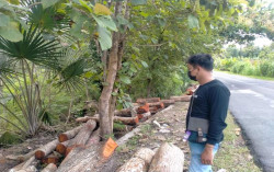 Parah! Maling Kayu di Kulonprogo Tebangi Pohon Jati