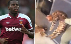 Gara-Gara Aniaya Kucing, Bek West Ham Dibawa ke Pengadilan