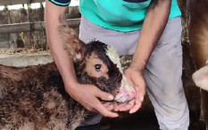 Langka, Sapi Berhidung Dua Ditemukan di Pengasih