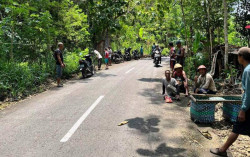 Warga Gesing Gunungkidul Frustrasi dengan Serangan Monyet Ekor Panjang
