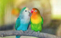 Ingin Sukses Beternak Lovebird? Perhatikan Hal Ini