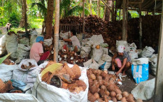 Minyak Goreng Sawit Mahal, Minyak Kelapa di Kulonprogo Laris Manis