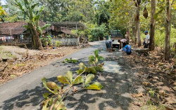 Keren, Warga Protes Jalan Rusak ke Pindul dengan Cara Ini