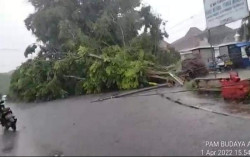 3 Pohon Beringin di Alun-Alun Utara Tumbang, Begini Makna Pohon Beringin bagi Kraton Jogja