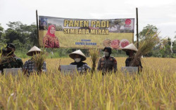 Prioritaskan Pertanian untuk Kemandirian Pangan di Sleman