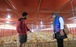 Gunakan Listrik PLN, Peternak Ayam Hemat hingga Belasan Juta Rupiah   