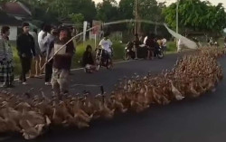 Video Sontoloyo Angon Ribuan Bebek di Sleman, Barisannya Panjang Banget