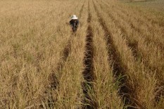 Fenomena El Nino, Kenali Penyebab dan Dampaknya