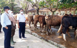 Ini Langkah Sleman Untuk Cegah Penyebaran Penyakit Mulut dan Kuku