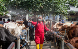 237 Hewan Ternak di Jawa Tengah Terinfeksi Penyakit Mulut dan Kuku