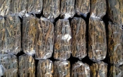Peluang Bisnis, Cicak Kering Laku Diekspor ke Hong Kong
