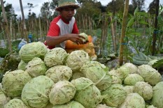 Ada Bayam hingga Brokoli, Ini 5 Sayuran Ampuh Turunkan Kolesterol