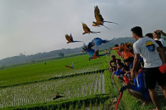 Jogja Parrotdiningrat, Wadahnya Pengagum Keindahan si Paruh Bengkok