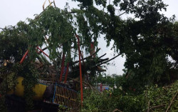 Peneduh Hilang! Beringin Tumbang di Lapangan Denggung Tak Akan Ditanam Kembali
