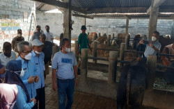 Pleret Kini Zona Merah PMK, Bupati Bantul Tetap Minta Penjagalan Ternak Tetap Berjalan