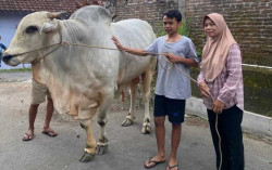 Abimanyu, Sapi Kurban Pilihan Jokowi dari Sleman Milik Anak Yatim