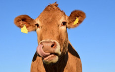 Kekurangan Stok Hewan Kurban, Bupati Bantul: Kami Butuh Suplai dari Luar Daerah