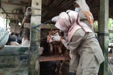 1.894 Ternak di Bantul Terpapar Penyakit Mulut dan Kuku, Vaksin Menipis