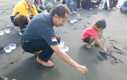 Ratusan Tukik Dilepaskan di Pantai Bugel