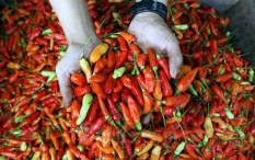 Tambah Pedas saja, Harga Cabai Rawit Tembus Rp94.750/Kg