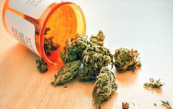 Ini Daftar Negara yang Melegalkan Ganja Medis