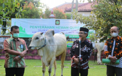 Puluhan Ternak Dibagi-bagikan Kepada Warga Kulonprogo