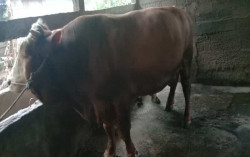 2 Sapi Kurban Jokowi di Solo Dipotong Minggu