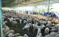 Luar Biasa! Gunungkidul Terima Bantuan 1.700 Kambing dari Komunitas Muslim di Singapura