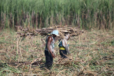 Pemerintah Akan Subsidi Harga Gula Rp1.000 per Kg