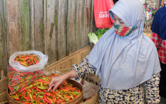 Turun Cuma Rp5.000, Segini Harga Cabai di Kulonprogo