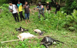 Harimau Mangsa Sejumlah Kambing di Aceh Selatan