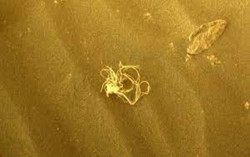 NASA Temukan Benda Mirip Mi Instan di Planet Mars