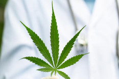 MK Tolak Uji Materi Legalisasi Ganja untuk Kesehatan, Ini Alasannya