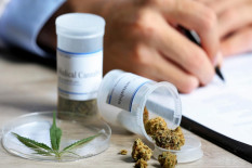 MK Resmi Tolak Uji Materi Legalisasi Ganja Medis untuk Kesehatan