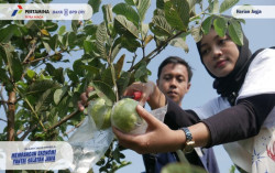 Melintas di JJLS Purworejo, Jangan Lupa Mampir di Kebun Jambu Biji Munggangsari 