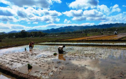 Pupuk Subsidi Tinggal Urea dan Phonska, Begini Respons Gunungkidul