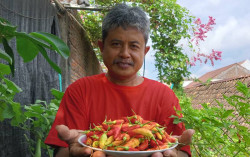 Panen Cabai di Atap Rumah? Pria Ini Punya Triknya