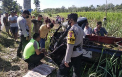 Pikap Tabrak Pohon Kenanga, 1 orang meninggal dunia