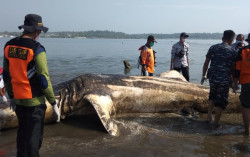 Hiu Tutul Raksasa Mati dan Terdampar di Pesisir Kulonprogo