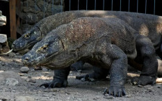 Mulai Berlaku, Tiket Masuk Pulau Komodo Rp3,75 Juta