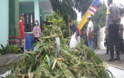 Peternak Didorong Manfaatkan Sampah Daun Perindang Jadi Pakan