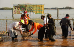 Jaga Ekosistem Laut, 3.500 Bibit Mangrove & Cemara Laut Ditanam di Mangunharjo Semarang