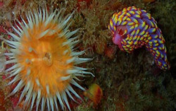 Pertama dalam Sejarah, Siput Warna-Warni Ditemukan di Inggris