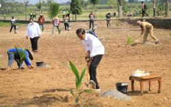 Jokowi dan Ganjar Tinjau Pengembangan Kelapa Genjah di Boyolali