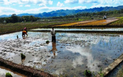 Musim Hujan Tahun Ini Turun Lebih Cepat, Petani Gunungkidul Diminta Bersiap-siap
