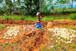 Petani Keluhkan Murahnya Singkong di Gunungkidul, Segini Harganya di Pasaran