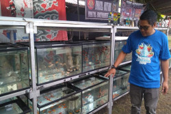 Desa di Bantul Ini Jadi Satu-satunya Desa Wisata Edukasi Ikan Hias di Indonesia